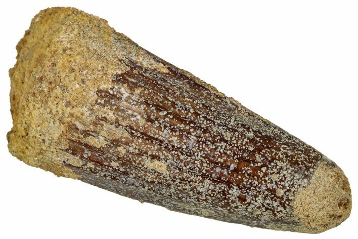 Juvenile Fossil Spinosaurus Tooth - Real Dinosaur Tooth #348702